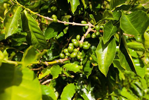 Specialty Coffee Suppliers In Kent Maintaining Quality