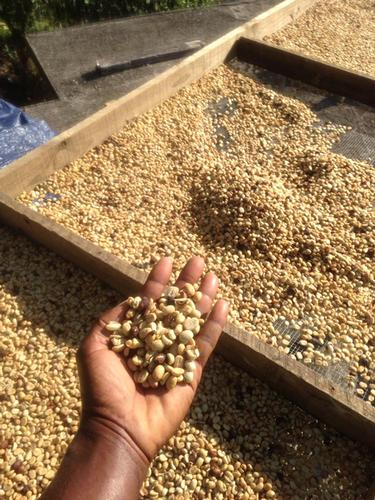 Specialty Coffee Suppliers in Kent Why Choose us?