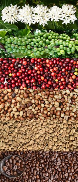 Coffee Importers selling Coffee and Spices Importers